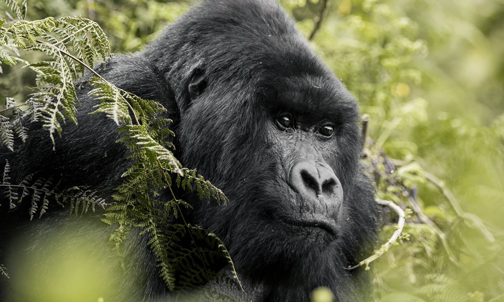Rwanda Gorilla Permit Price