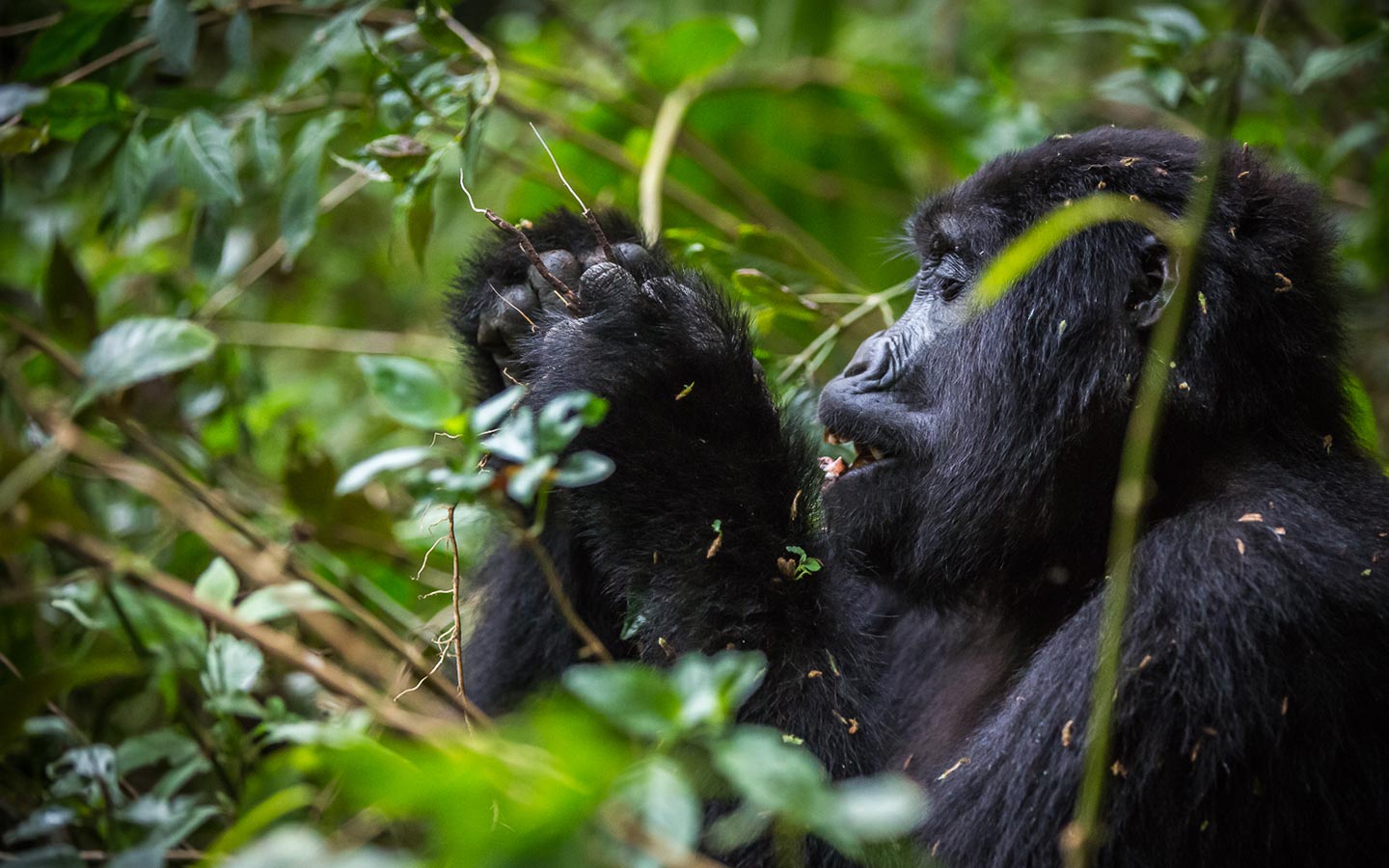 Golden Monkey Trekking Rwanda: The Virunga Mountains Rwanda