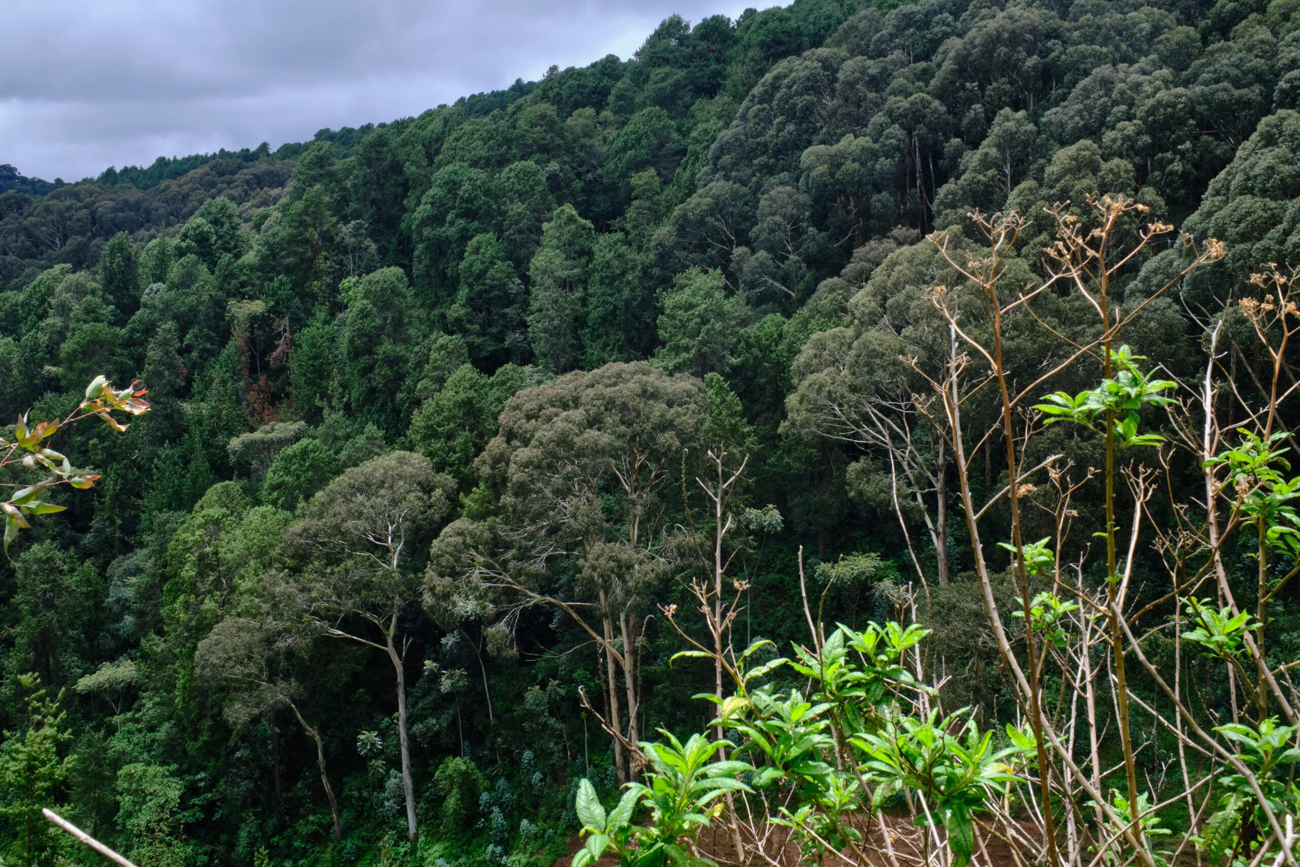 Rwanda Nyungwe National Park:  Professional Forest Guide Now