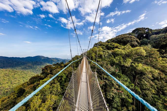 Rwanda Nyungwe National Park
