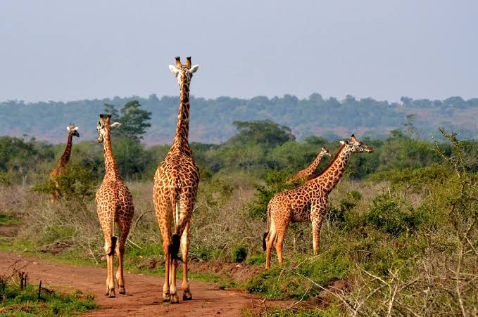 Akagera Night Game Rwanda Drive:Akagera National Park Today